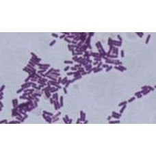 Bacterial Culture - Bacillus subtilis